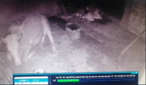 Depremi saniyeler öncesinde böyle hissettiler