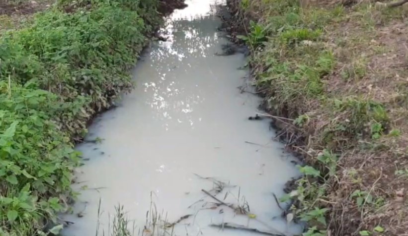 Derenin rengi beyaza döndü