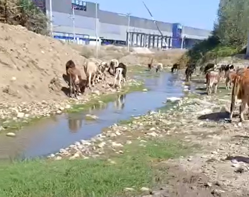 Dereye atık boşaltıldı, hayvanlar öldü iddiası