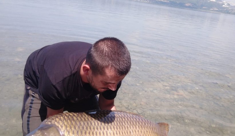 Dev balıkları yakalayıp suya geri bıraktılar