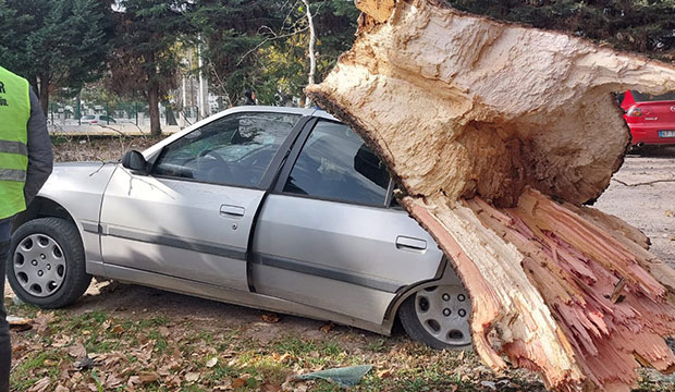 Dev çınar ağacı parktaki ağaçların üzerine tıkıldı