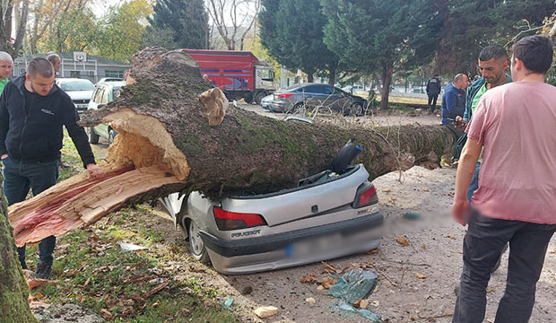 Dev çınar ağacı parktaki ağaçların üzerine tıkıldı