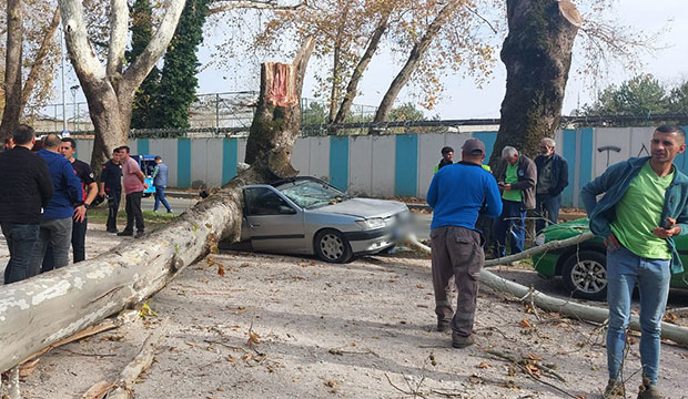 Dev çınar ağacı parktaki ağaçların üzerine tıkıldı