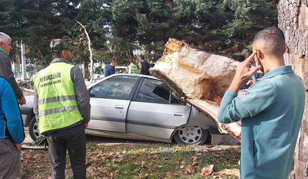 Dev çınar ağacı parktaki ağaçların üzerine tıkıldı