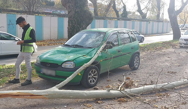 Dev çınar ağacı parktaki ağaçların üzerine tıkıldı