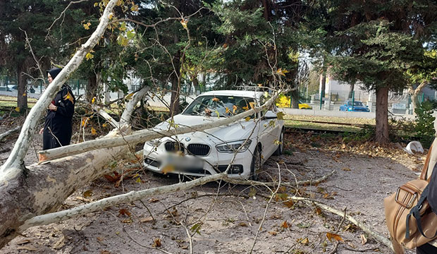 Dev çınar ağacı parktaki ağaçların üzerine tıkıldı