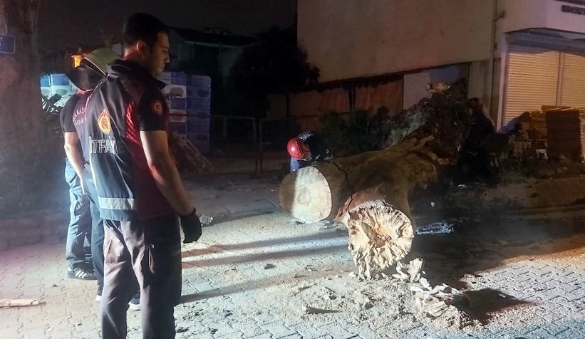 Dev çınar aracın üzerine devrildi