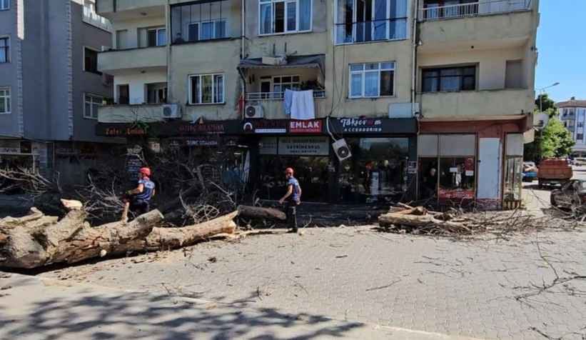 Dev çınar binanın üzerine devrildi