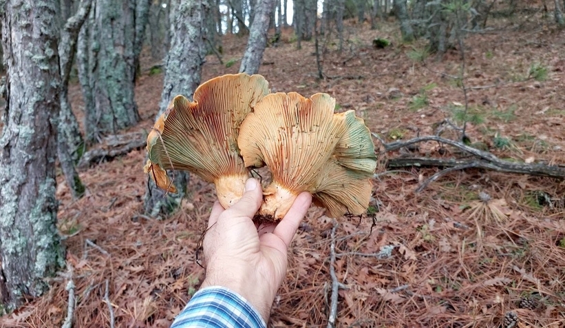 Dev kanlıca mantarları şaşırttı