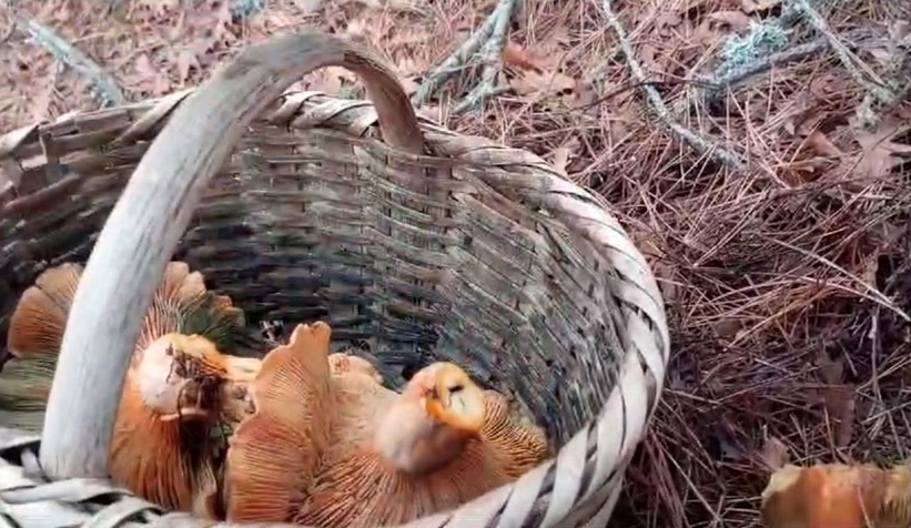 Dev kanlıca mantarları şaşırttı