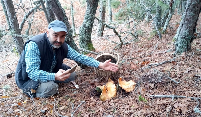 Dev kanlıca mantarları şaşırttı