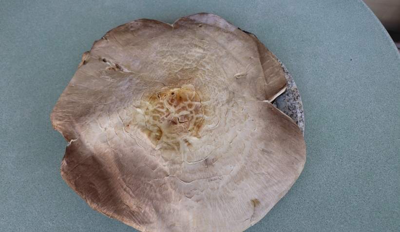 Dev kızıl mantar görenleri şaşırttı