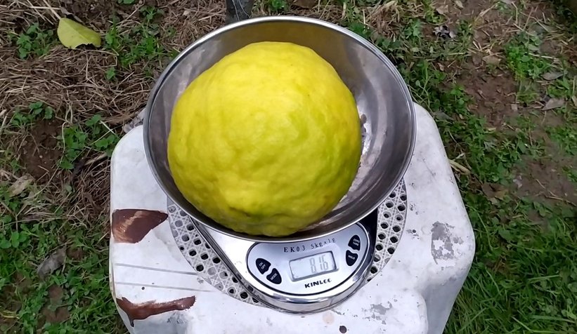 Dev limonlar görenlerin ilgisini çekiyor