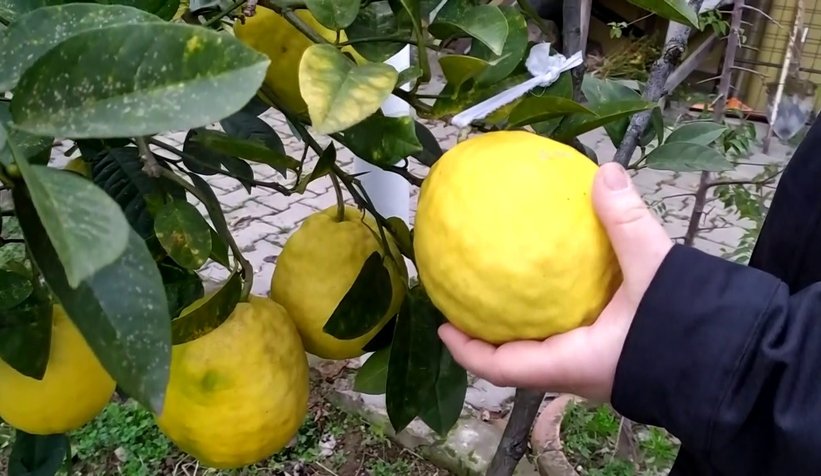 Dev limonlar görenlerin ilgisini çekiyor