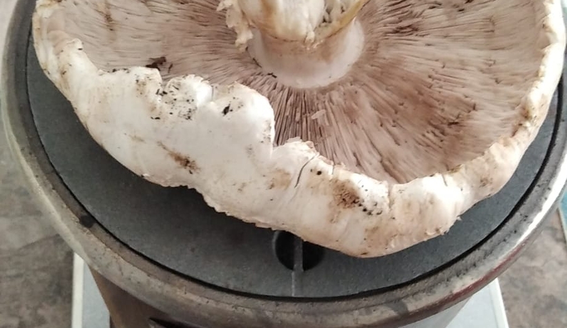 Dev mantar buldu; Gördüğüne inanamadı!