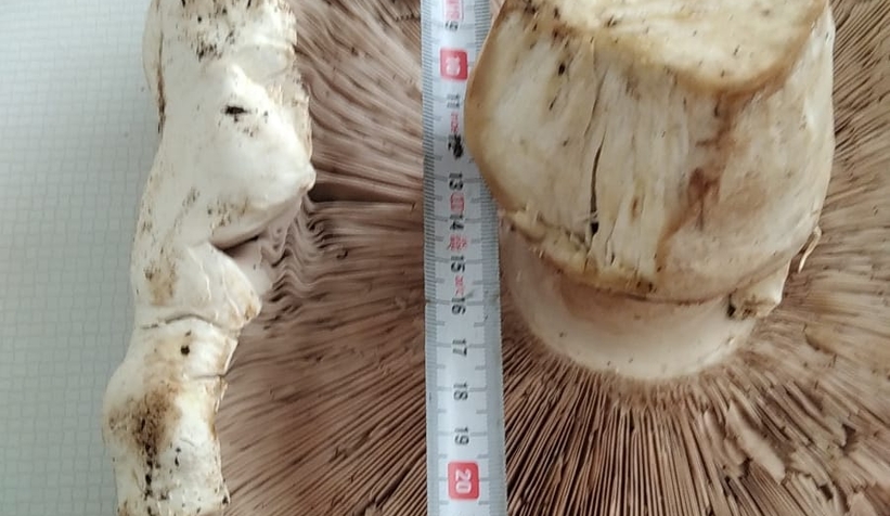 Dev mantar buldu; Gördüğüne inanamadı!