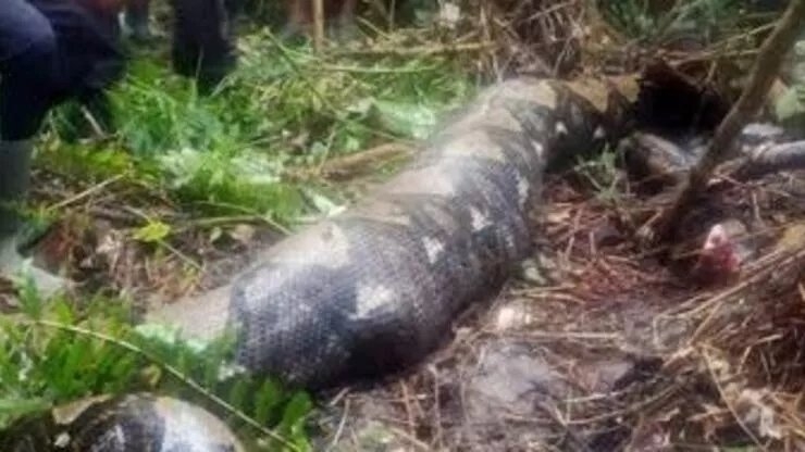 Dev piton kadını öldürüp yedi