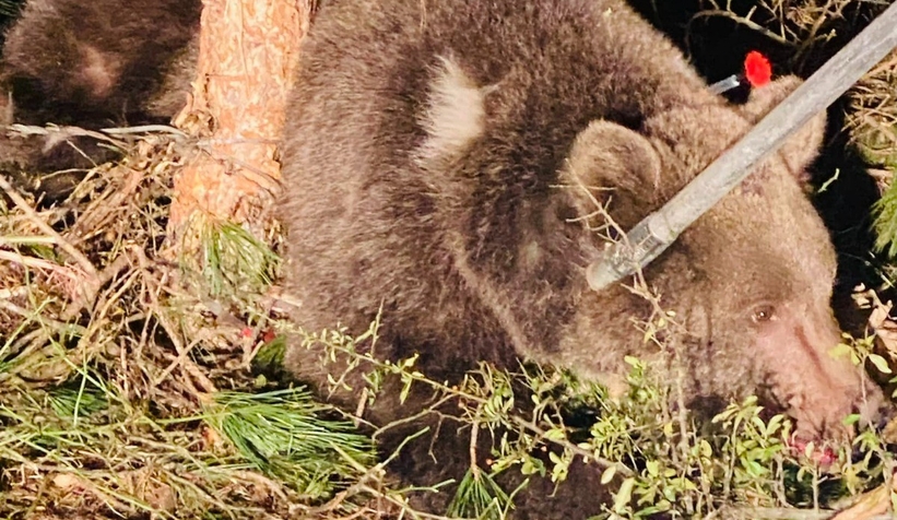 Dikenli tellere takılan ayı kurtarıldı