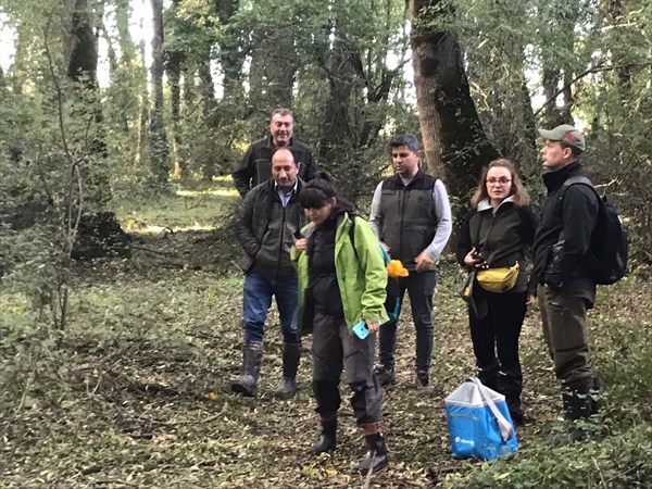 Dişbudak zümrüt kurdu alarmı