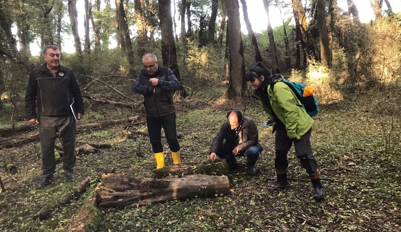 Dişbudak zümrüt kurdu alarmı