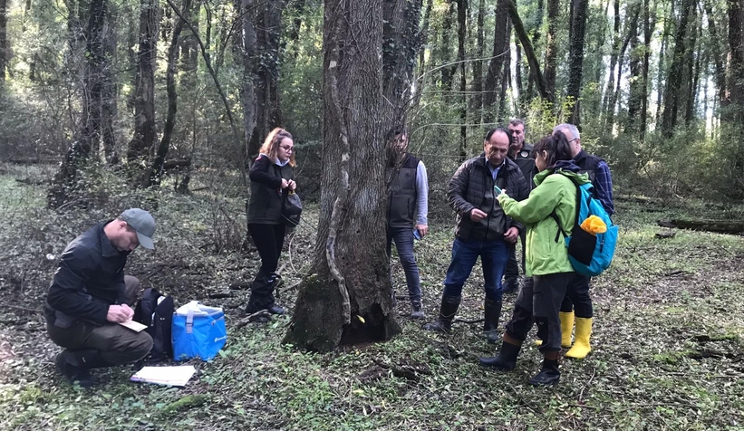 Dişbudak zümrüt kurdu alarmı