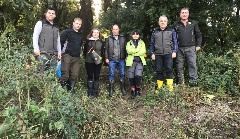 Dişbudak zümrüt kurdu alarmı