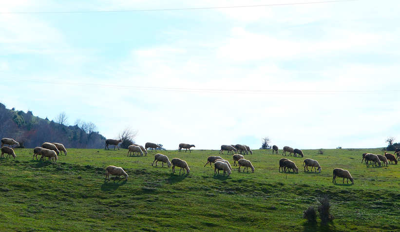 doga-yuruyusleri-karagol-ve-sultanpinari-yaylasi-devam-ettibhlpr0rimn
