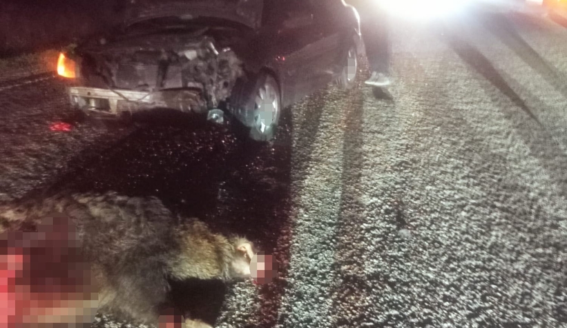 domuza-carpan-otomobil-hurdaya-dondu-1-yaralinhnzy1jssg