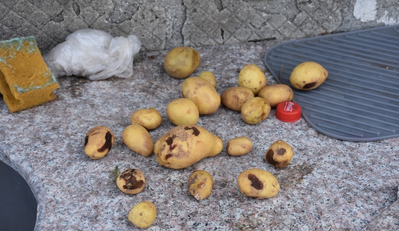 Domuzlar ekinlere zarar veriyor