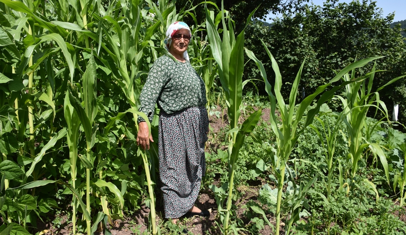 Domuzlar ekinlere zarar veriyor