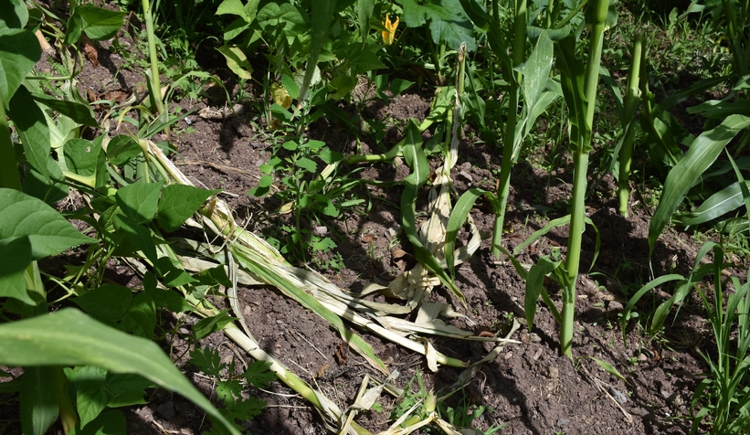 Domuzlar ekinlere zarar veriyor