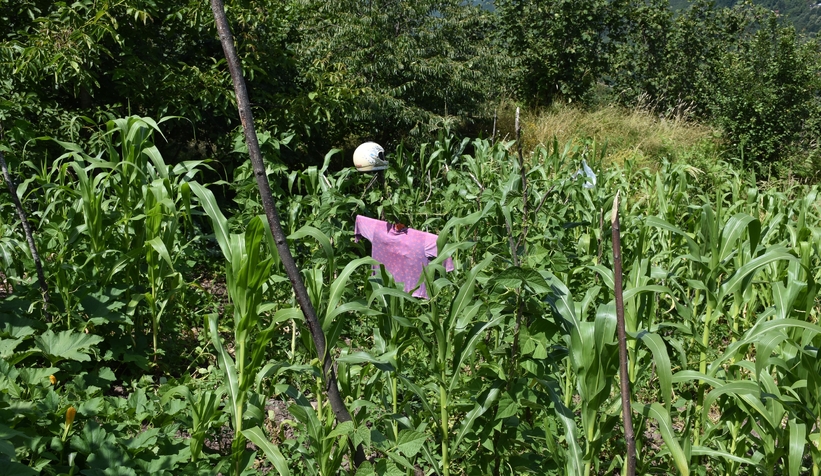 Domuzlar ekinlere zarar veriyor