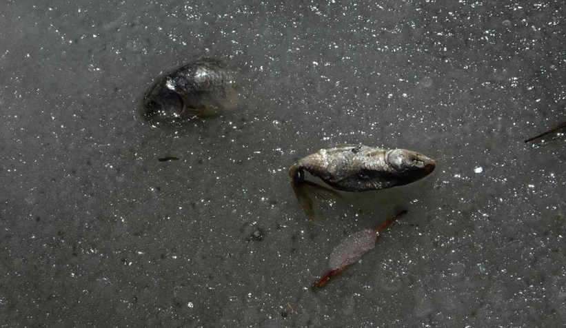 Donan gölde balıklar öldü