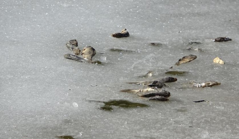 Donan gölde balıklar öldü