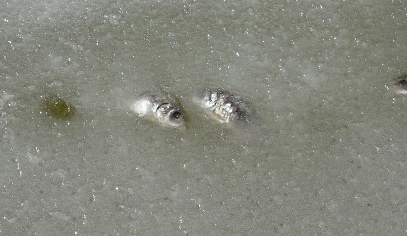 Donan gölde balıklar öldü