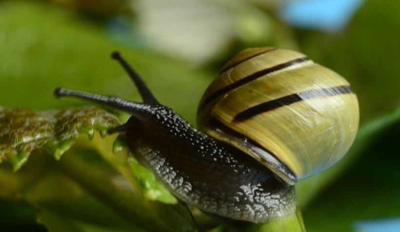 Drakula ve vampir kelebeğin ardından katil salyangoz istilası