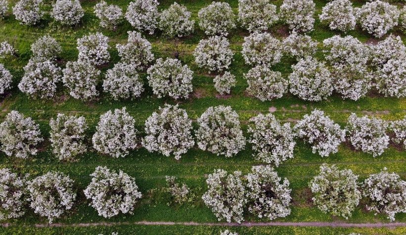 Dünyanın ayva merkezinde ağaçlar çiçek açtı