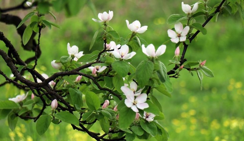 Dünyanın ayva merkezinde ağaçlar çiçek açtı