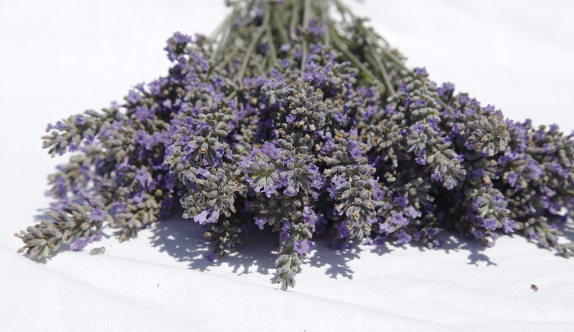 dunyanin-en-buyuk-aromatik-bahcesinde-bahar-bereketiq2j0chgrtn