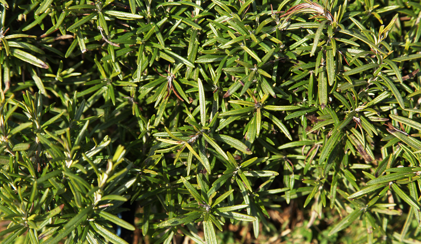 dunyanin-en-buyuk-aromatik-bahcesinde-bahar-bereketiq2j0chgrtn
