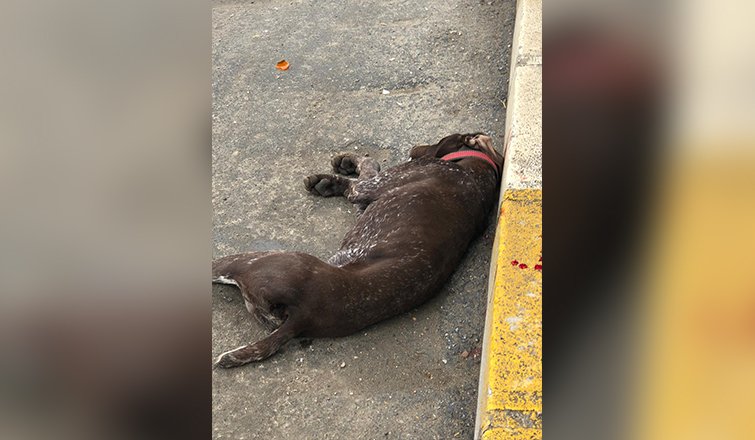 Duramayıp çarptığı köpek öldü