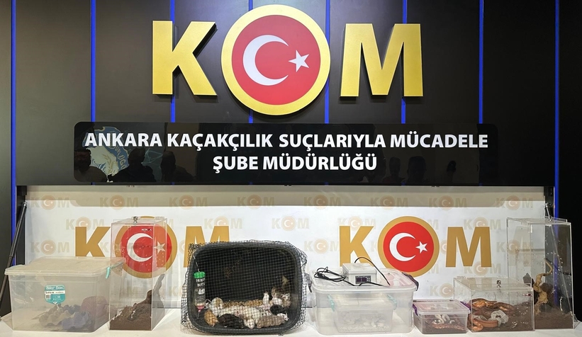 egzotik-hayvan-operasyonu-sakarya-ya-uzandiwvzmruo1nw
