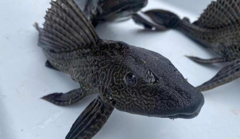 En tehlikeli 100 ekolojik canlıdan biri, akarsuya bırakmışlar