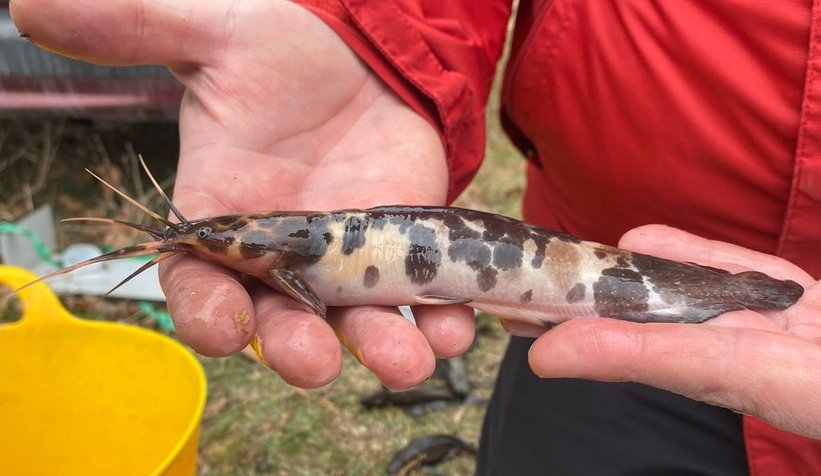 En tehlikeli 100 ekolojik canlıdan biri, akarsuya bırakmışlar