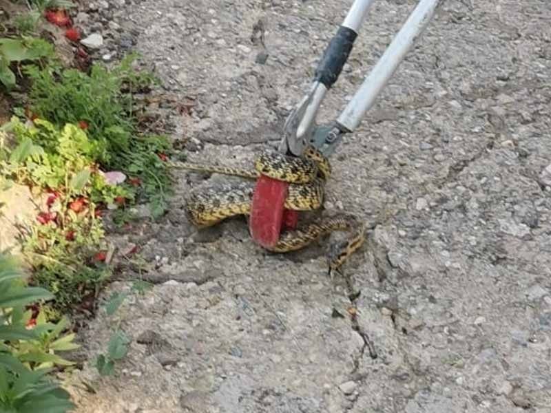 En zehirli yılan türleri arasında, ardiyede yakalandı