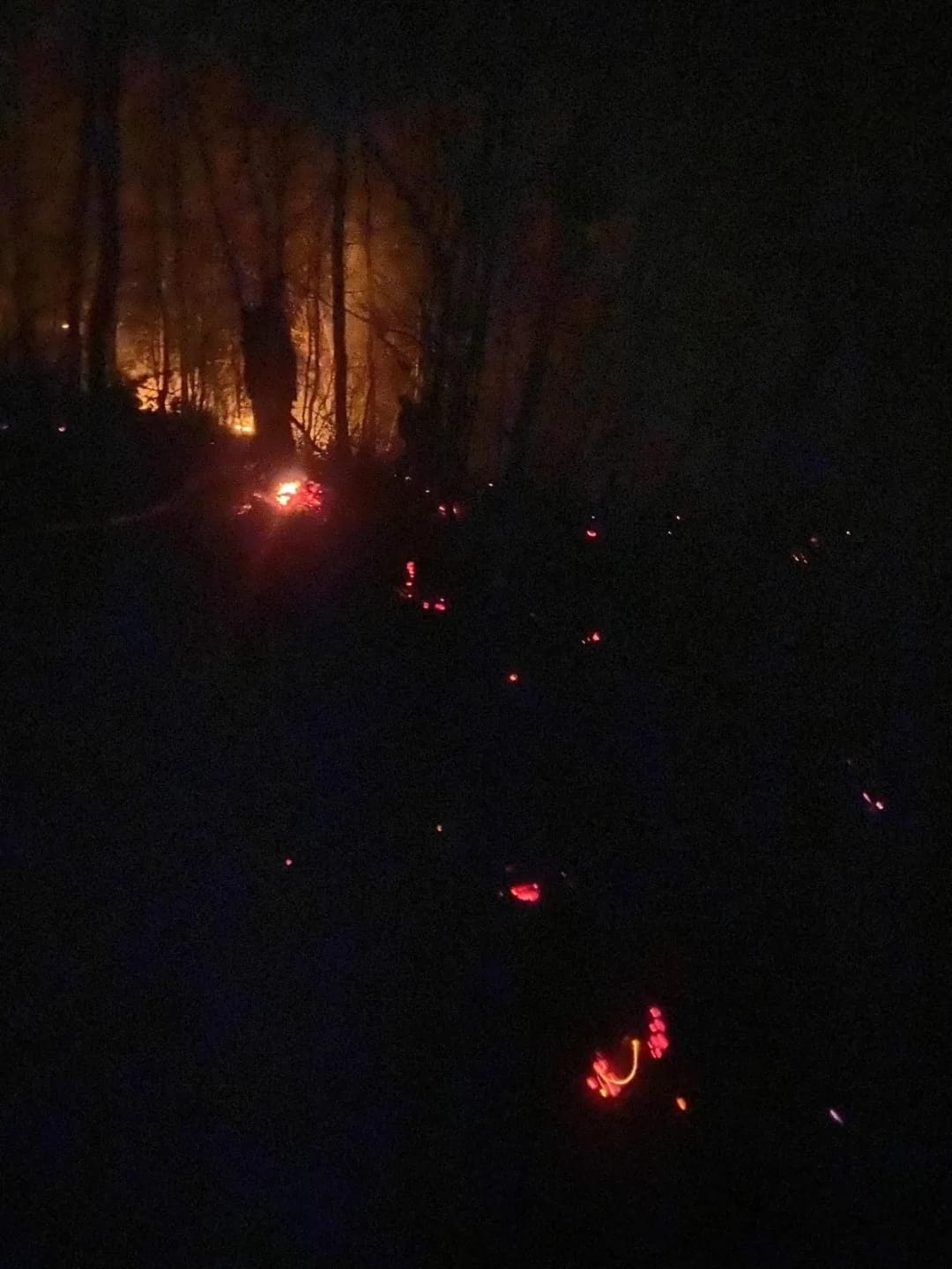 Erenler'de orman yangını