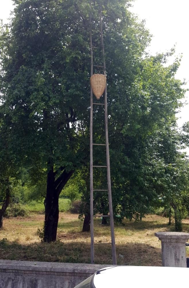 Erik ağacına çıkmaya çalışırken düşerek hayatını kabetti