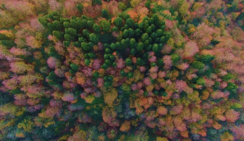 Eşsiz sonbahar manzarası