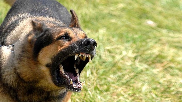  Estetik masraflarını köpeğin sahibi öder