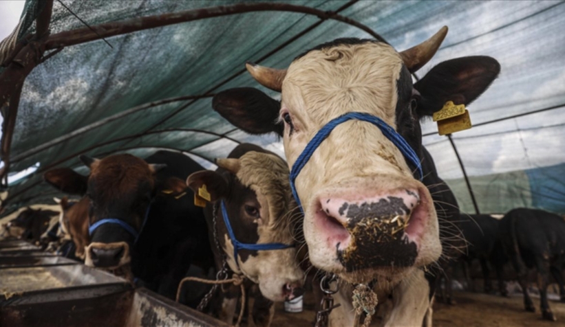 Et ve Süt Kurumu satılamayan kurbanlıkları alacak